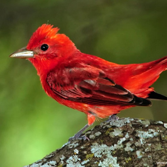 lady_red_bird